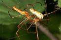 Tetragnatha_montana_D4983_Z_91_Les Gris_Frankrijk
